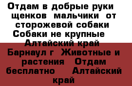 Отдам в добрые руки 2 щенков (мальчики) от сторожевой собаки. Собаки не крупные. - Алтайский край, Барнаул г. Животные и растения » Отдам бесплатно   . Алтайский край